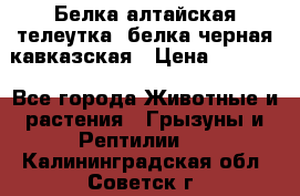 Белка алтайская телеутка, белка черная кавказская › Цена ­ 5 000 - Все города Животные и растения » Грызуны и Рептилии   . Калининградская обл.,Советск г.